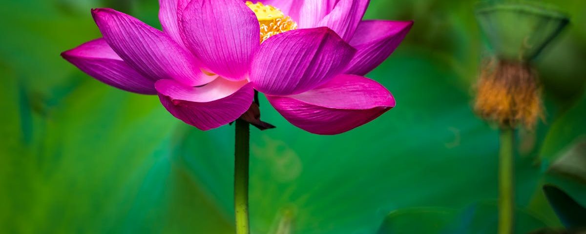 découvrez les bienfaits de la naturopathie pour votre santé et votre bien-être. explorez des approches naturelles et holistiques pour soutenir votre corps, prévenir les maladies et améliorer votre qualité de vie grâce à des conseils personnalisés et des remèdes naturels.