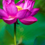 découvrez les bienfaits de la naturopathie pour votre santé et votre bien-être. explorez des approches naturelles et holistiques pour soutenir votre corps, prévenir les maladies et améliorer votre qualité de vie grâce à des conseils personnalisés et des remèdes naturels.