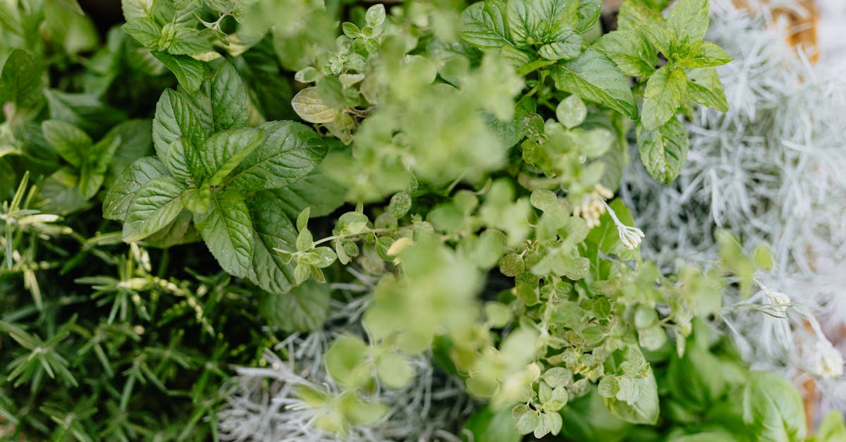 découvrez la naturopathie, une approche holistique de la santé qui privilégie les remèdes naturels et le bien-être global. apprenez à harmoniser votre corps et esprit grâce à des conseils personnalisés et des techniques naturelles pour améliorer votre vitalité et votre qualité de vie.