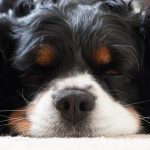 découvrez la thérapie par ondes de choc, une méthode innovante pour soulager la douleur et favoriser la régénération des tissus. apprenez comment cette approche non invasive peut améliorer votre bien-être et accélérer la guérison.