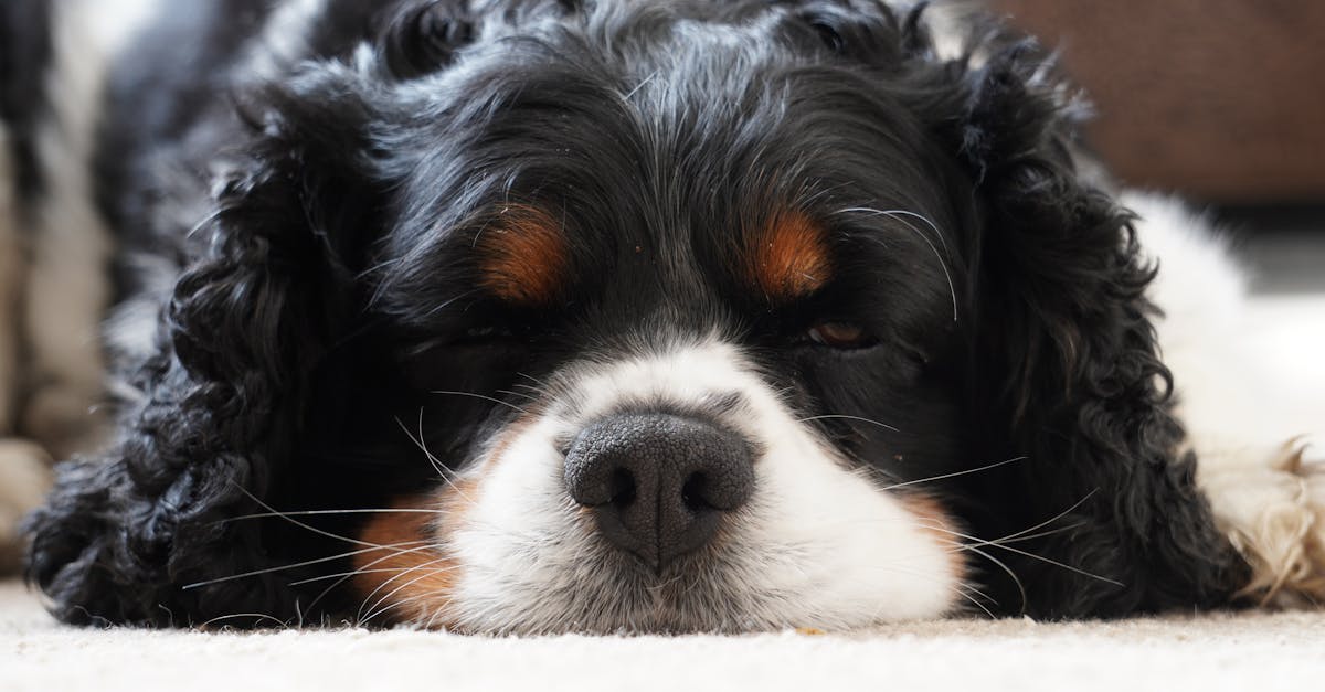 découvrez la thérapie par ondes de choc, une méthode innovante pour soulager la douleur et favoriser la régénération des tissus. apprenez comment cette approche non invasive peut améliorer votre bien-être et accélérer la guérison.