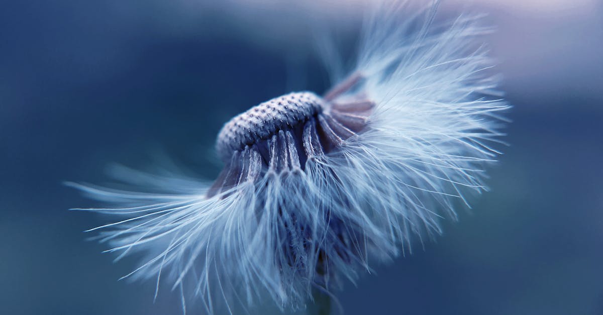 découvrez la naturopathie, une approche holistique de la santé qui favorise le bien-être naturel grâce à des techniques naturelles, des conseils nutritionnels et des remèdes à base de plantes. apprenez à améliorer votre vitalité et votre équilibre intérieur de manière durable.