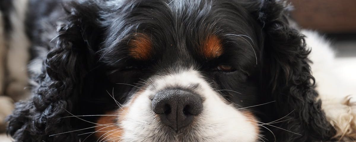 découvrez les bienfaits de la thérapie par ondes de choc, une méthode innovante pour traiter la douleur et favoriser la guérison. efficace contre diverses affections musculo-squelettiques, cette technique non invasive améliore la circulation sanguine et stimule la régénération des tissus. explorez cette solution moderne pour retrouver mobilité et confort.