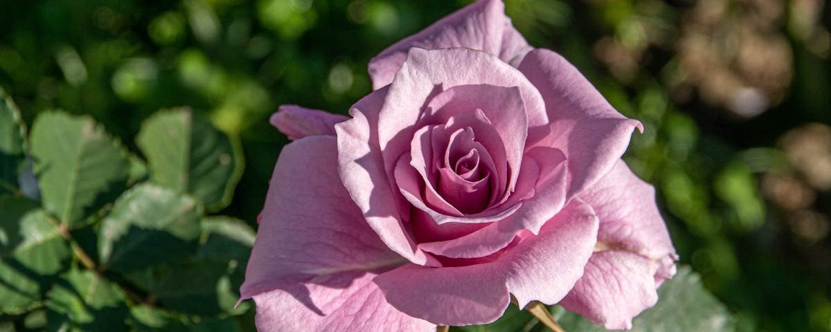 découvrez les approches naturopathiques, une méthode holistique qui favorise la santé et le bien-être à travers des traitements naturels, l'alimentation équilibrée et des pratiques de vie saines.