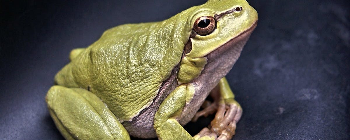 découvrez la décompression neuro-vertébrale, une méthode innovante pour soulager les douleurs dorsales et améliorer la mobilité. cette approche thérapeutique ciblée facilite la régénération des disques intervertébraux et optimise la santé de votre colonne vertébrale. optez pour un bien-être durable grâce à des techniques douces et efficaces.