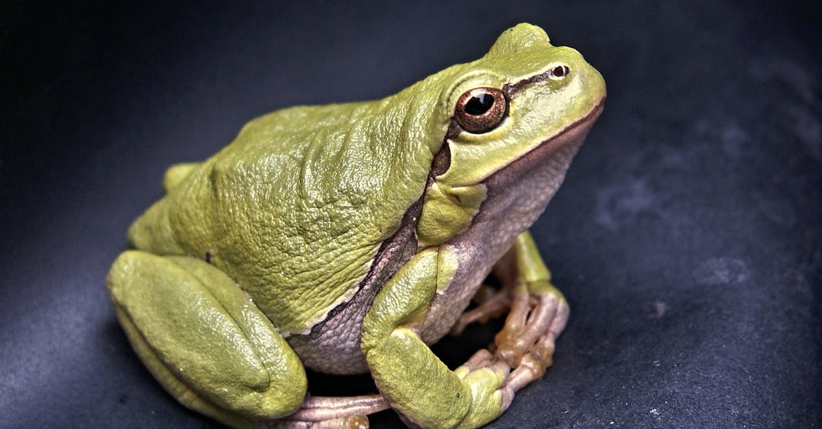 découvrez la décompression neuro-vertébrale, une méthode innovante pour soulager les douleurs dorsales et améliorer la mobilité. cette approche thérapeutique ciblée facilite la régénération des disques intervertébraux et optimise la santé de votre colonne vertébrale. optez pour un bien-être durable grâce à des techniques douces et efficaces.