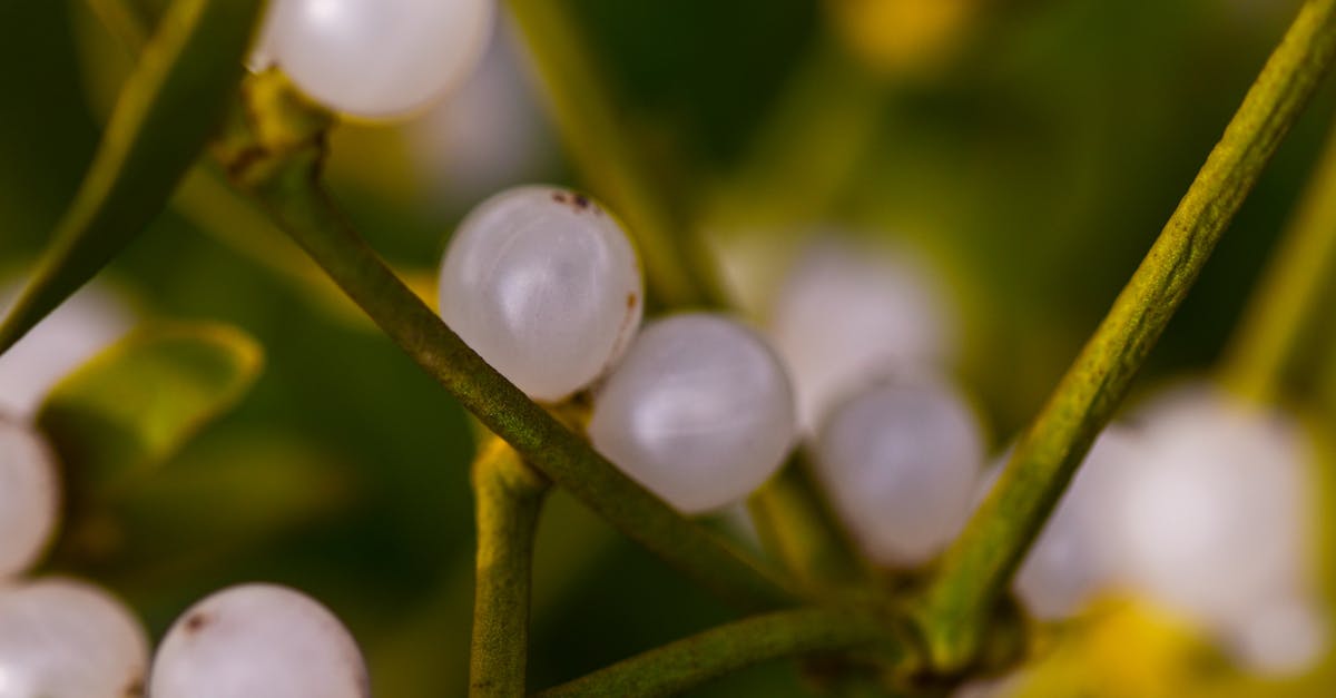 découvrez les bienfaits de la naturopathie avec nos conseils, traitements naturels et approches holistiques pour améliorer votre santé et votre bien-être au quotidien.