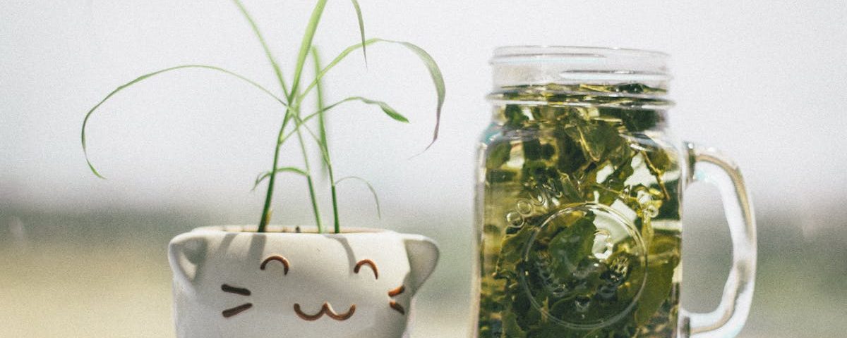 découvrez le bien-être naturel avec nos infusions de plantes. nos mélanges d'herbes soigneusement sélectionnées vous offrent des saveurs délicates et des bienfaits pour la santé. savourez chaque tasse et laissez-vous transporter vers une sérénité apaisante.