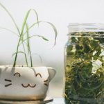 découvrez le bien-être naturel avec nos infusions de plantes. nos mélanges d'herbes soigneusement sélectionnées vous offrent des saveurs délicates et des bienfaits pour la santé. savourez chaque tasse et laissez-vous transporter vers une sérénité apaisante.