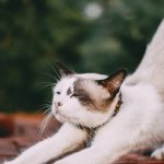 la thérapie par ondes de choc est une méthode innovante non invasive utilisée pour traiter diverses douleurs musculo-squelettiques. découvrez comment cette technique moderne peut soulager vos douleurs, favoriser la guérison et améliorer votre qualité de vie.