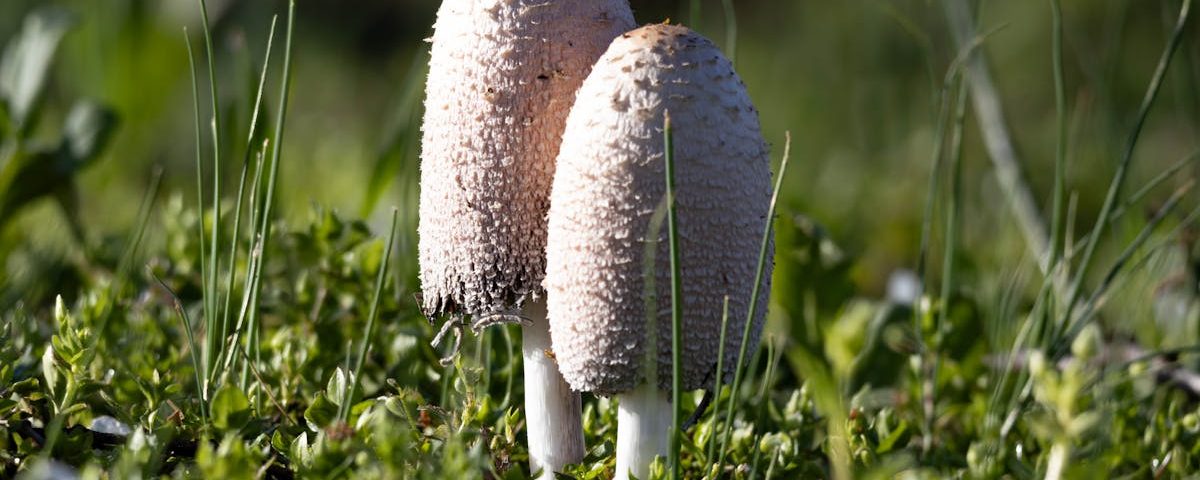 découvrez le microbiome, cet ensemble fascinant de micro-organismes qui habitent notre corps et influencent notre santé. apprenez comment ces bactéries bénéficient à notre digestion, notre système immunitaire et notre bien-être général. explorez les dernières recherches sur l'impact du microbiome sur notre vie quotidienne.