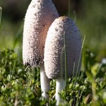 découvrez le microbiome, cet ensemble fascinant de micro-organismes qui habitent notre corps et influencent notre santé. apprenez comment ces bactéries bénéficient à notre digestion, notre système immunitaire et notre bien-être général. explorez les dernières recherches sur l'impact du microbiome sur notre vie quotidienne.