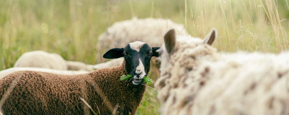découvrez l'univers de la naturopathie, une approche naturelle et holistique pour améliorer votre bien-être. explorez les bienfaits des remèdes naturels, des conseils nutritionnels et des techniques de gestion du stress pour un équilibre optimal entre le corps et l'esprit.
