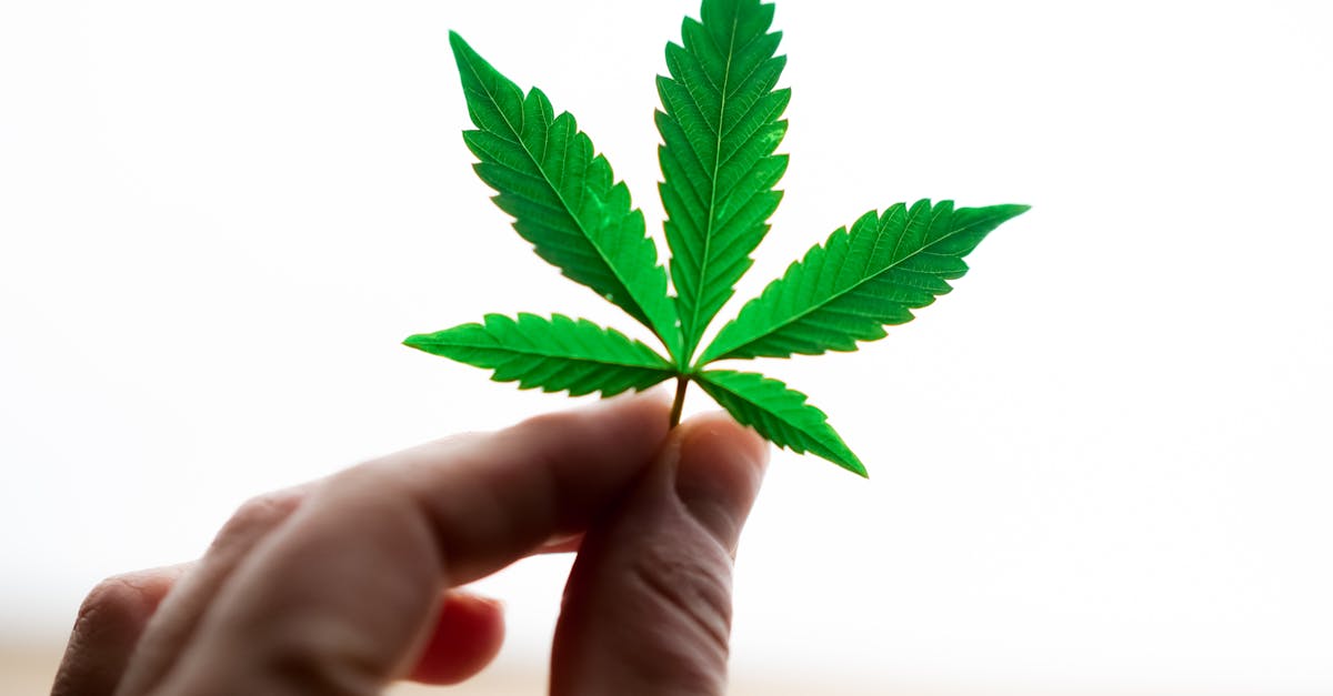 découvrez les bienfaits de la naturopathie, une approche holistique de la santé qui privilégie des méthodes naturelles pour prévenir et traiter diverses affections. apprenez à harmoniser votre corps et votre esprit grâce à des conseils sur l'alimentation, des remèdes à base de plantes et des techniques de gestion du stress.