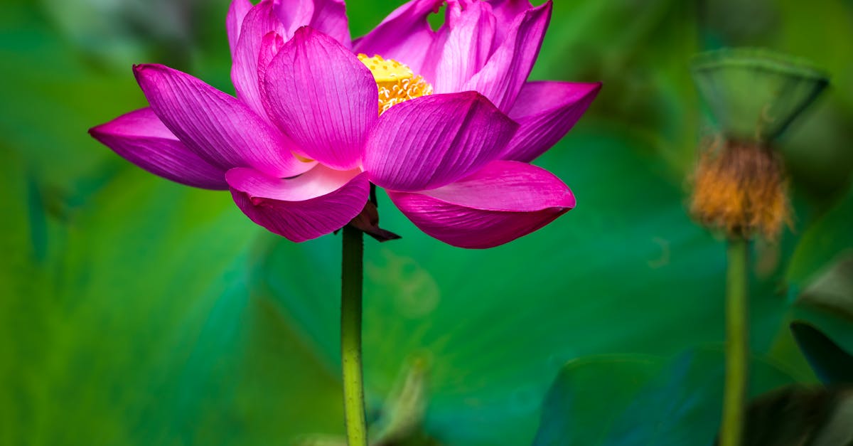 découvrez les bienfaits de la naturopathie pour une santé optimale. explorez des approches naturelles pour renforcer votre bien-être et adopter un mode de vie sain et équilibré.