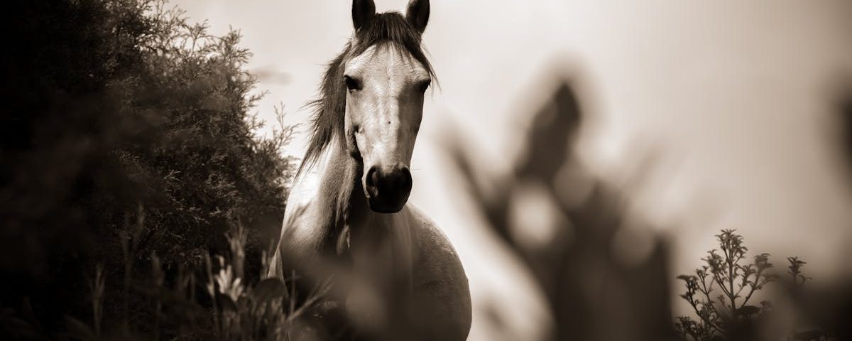 découvrez les plantes anti-inflammatoires qui peuvent soulager vos douleurs et améliorer votre bien-être. apprenez à les intégrer dans votre alimentation et à profiter de leurs bienfaits naturels.
