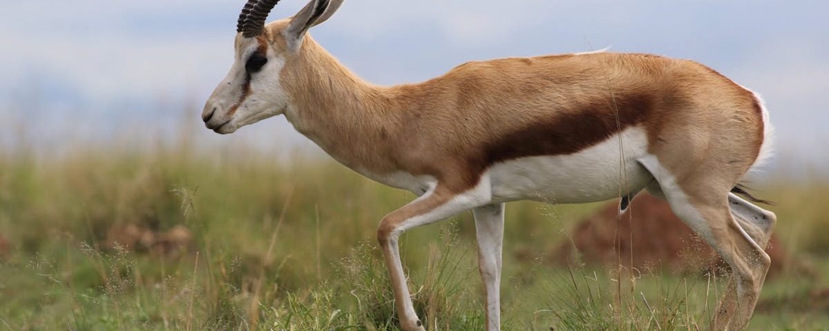 découvrez la décompression neuro-vertébrale, une méthode innovante pour soulager les douleurs cervicales et lombaires. améliorez votre qualité de vie grâce à cette approche non invasive qui cible les problèmes vertébraux et favorise la guérison naturelle.