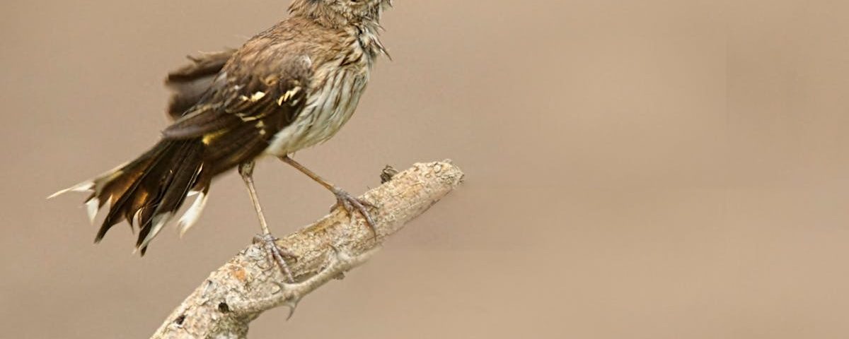 découvrez le rôle du naturopathe : conseils en santé naturelle, prévention, hygiène de vie et bien-être global grâce à des méthodes naturelles adaptées à vos besoins.