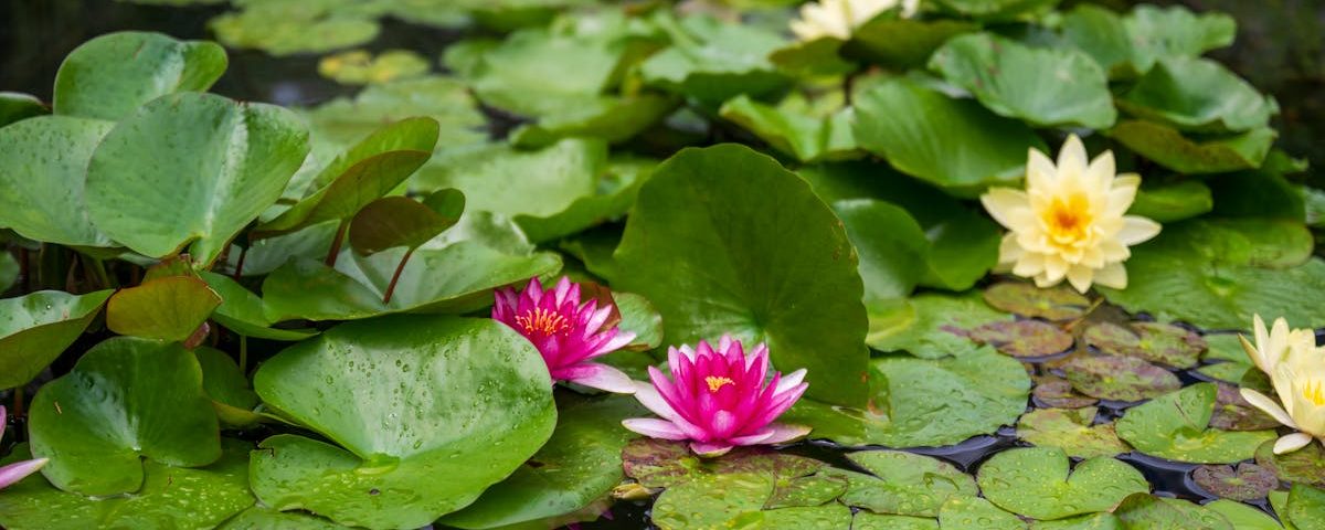 découvrez la naturopathie, une approche holistique de la santé qui utilise des techniques naturelles pour favoriser le bien-être. apprenez comment équilibrer votre corps et votre esprit grâce à des conseils personnalisés en nutrition, phytothérapie, et modes de vie sains.