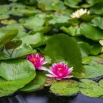 découvrez la naturopathie, une approche holistique de la santé qui utilise des techniques naturelles pour favoriser le bien-être. apprenez comment équilibrer votre corps et votre esprit grâce à des conseils personnalisés en nutrition, phytothérapie, et modes de vie sains.