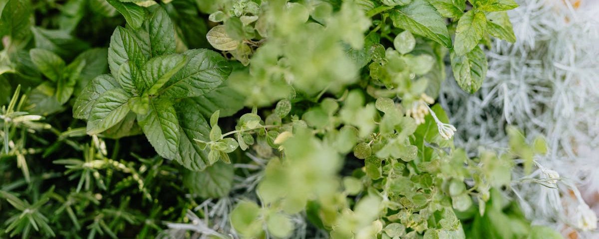 découvrez la naturopathie : une approche naturelle pour préserver votre santé et votre bien-être grâce à l’alimentation, aux plantes et à un mode de vie sain. conseils pratiques, bienfaits et accompagnement personnalisé.