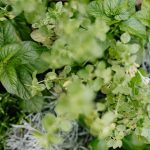 Naturopathie et prévention des maladies cardiovasculaires : un guide complet 10 découvrez la naturopathie : une approche naturelle pour préserver votre santé et votre bien-être grâce à l’alimentation, aux plantes et à un mode de vie sain. conseils pratiques, bienfaits et accompagnement personnalisé.