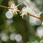 découvrez la naturopathie, une approche naturelle du bien-être qui vise à renforcer la santé globale grâce à des méthodes douces, des conseils nutritionnels et un mode de vie équilibré.