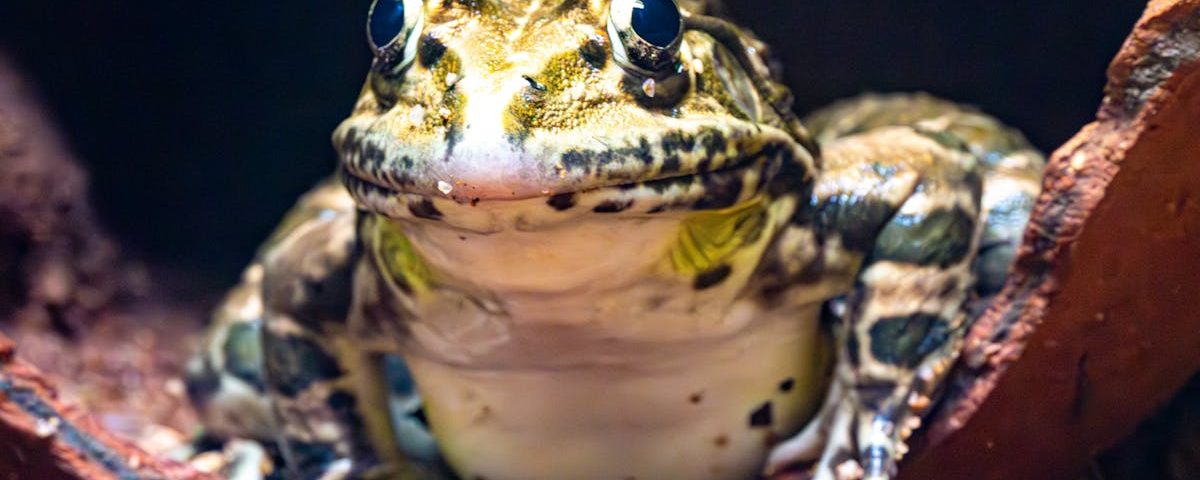 Les techniques modernes pour des résultats optimaux en décompression neurovertébrale 24 découvrez la décompression neuro-vertébrale, une thérapie non chirurgicale pour soulager les douleurs lombaires, les hernies discales et améliorer votre bien-être. en savoir plus sur ses bienfaits et son efficacité.